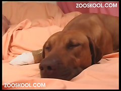 Dog Fuck Girl Beautiful