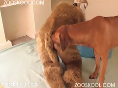 Fucked By Animal Porn