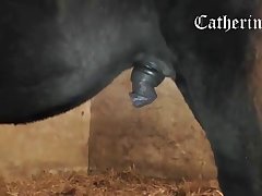 Fucking Like Animal Porn