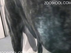 Zoofilia Gratis Caballo