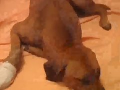 Xxx Zoofilia Hombre Y Perra