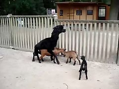 16.lama Fucking Goat