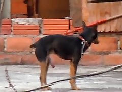 26.dog Fucking Cat