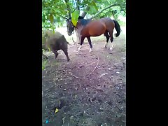 20.horse Fucking Pig