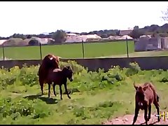38.bull Fucking Horse