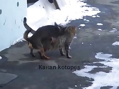 36.dog Fucking Cat