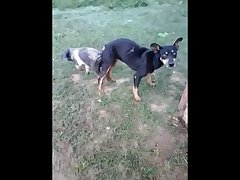 18.dog Knotted To Pig