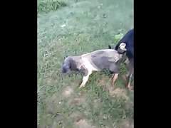 18.dog Knotted To Pig