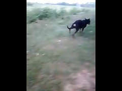 18.dog Knotted To Pig