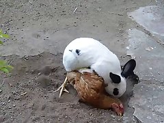 35.rabbit Fucking Chicken