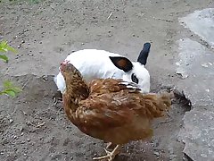 35.rabbit Fucking Chicken