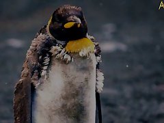 5.seal Fucking Pangwin