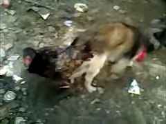 27.dog Knotted To Bird