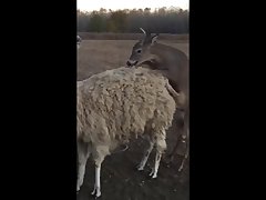 28.deer Fucking Llama