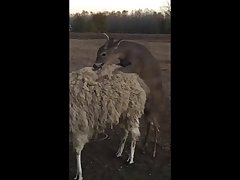 28.deer Fucking Llama