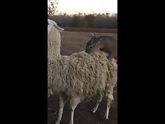 28.deer Fucking Llama