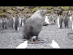 3.seal Fucking Pangwin