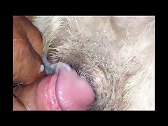 Porno Bizarro Com Animal