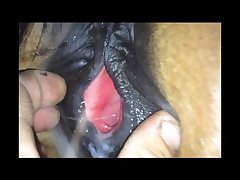 Animal Gozando Porno