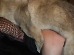 Porno Animal Com Rabuda