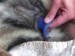 Anal Animal Porno