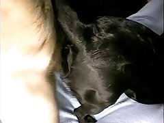 Colecao Mundo Animal Porno