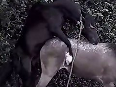 American Porn Video Xxx