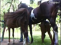 Horse Zoo Porn Gif