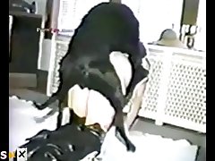Humping Stuffed Animal Pornhub
