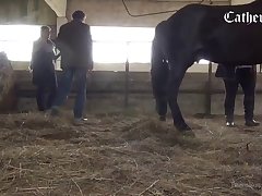 Porn Skirby Dog Video