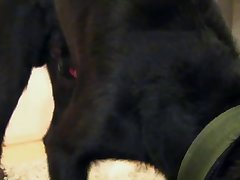 Dog Man Porn Video