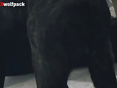 Animal Sex Mobile