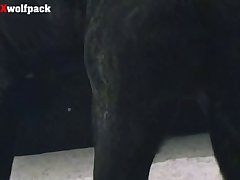 Animal Sex Mobile