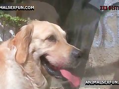 People And Animal Sex Video