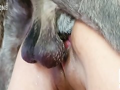 Hd Animal Sex Video Download