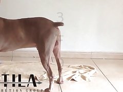 Animal Sex Training