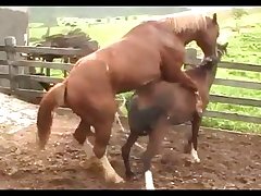 Horse Attack 2