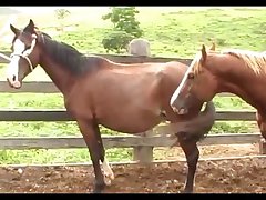 Horse Attack 2