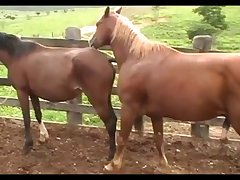 Horse Attack 2