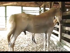 dog porn