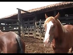 Stallion Hot Nervous