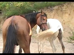 Huge Stallion Vs Crystal Sc 03