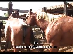 Stallion Hot Nervous