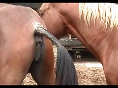 Stallion Hot Nervous
