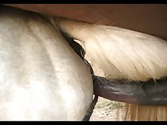 Huge Stallion Vs Crystal Sc 03