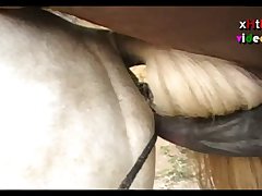 Huge Stallion Vs Crystal Sc 03