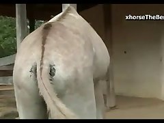 Breeding Donkey Jack