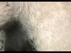 Breeding Donkey Jack