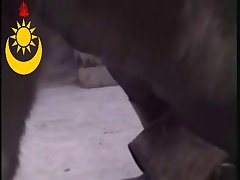 Zoosex Wife And Pony