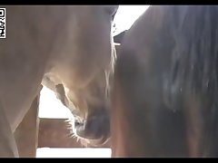 Big Pussy Mare Vs Jack Donkey Youtube